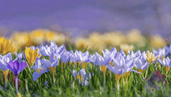 The Art of Premium Saffron: From Field to Table